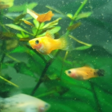 Image pour l'annonce Donne bébé platy orange avec certains bébé à tache noir sur la queue