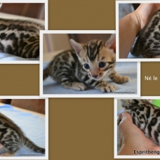 Image pour l'annonce Chaton bengal LOOF