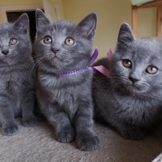 Image pour l'annonce superbes chatons chartreux loof