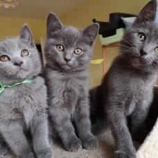 Image pour l'annonce superbes chatons chartreux loof