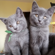 Image pour l'annonce superbes chatons chartreux loof