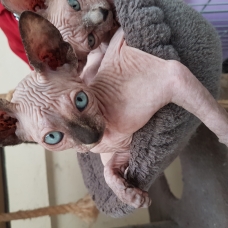 Image pour l'annonce Chatons sphynx