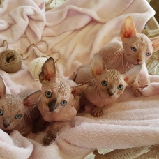 Image pour l'annonce Chatons sphynx