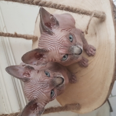 Image pour l'annonce Chatons sphynx