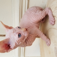 Image pour l'annonce Chatons sphynx