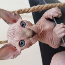 Image pour l'annonce Chatons sphynx