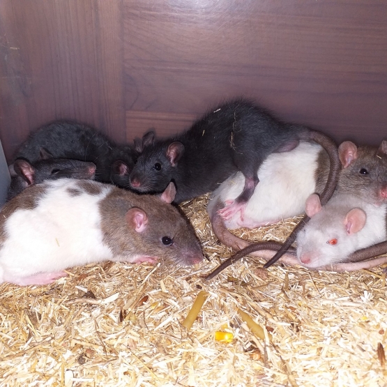 Image pour l'annonce Bébés rats mâles et femelles à adopter