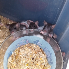 Image pour l'annonce Bébés rats mâles et femelles à adopter