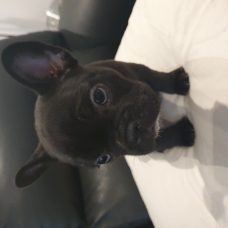 Image pour l'annonce vend chiot bouledogue francais