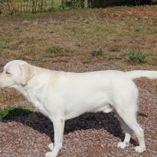 Image pour l'annonce Magnifique Labrador confirmé LOF disponible pour saillie