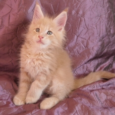 Image pour l'annonce Superbes chatons maine coon mâles