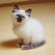 Image pour l'annonce recherche un chaton mal de birman chocolat de préférence