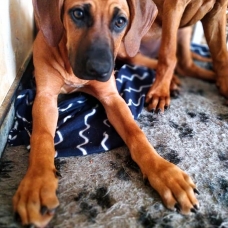 Image pour l'annonce Chiot, Rhodesian Ridgeback LOF