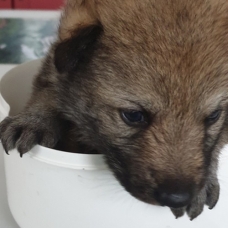 Image pour l'annonce Chiens Loups Tchécoslovaques à réserver