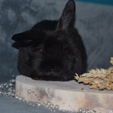 Image pour l'annonce Lapin bélier nain