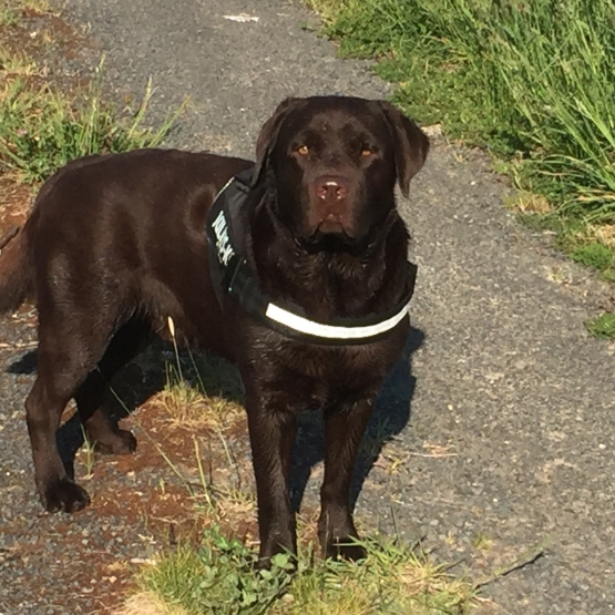 Image pour l'annonce Labrador retriever chocolat pour saillie