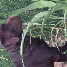 Image pour l'annonce Labrador retriever chocolat pour saillie