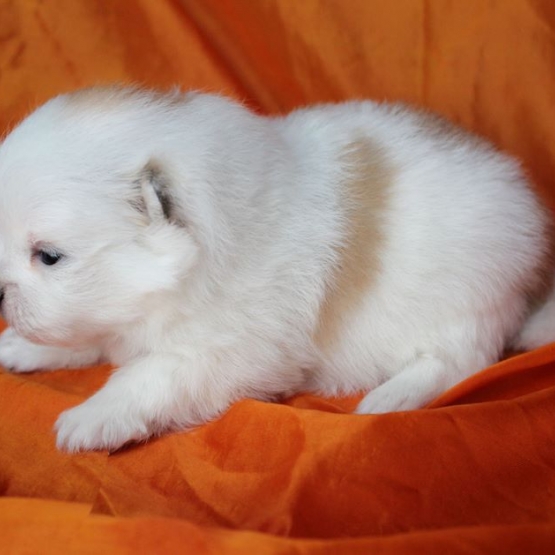 Image pour l'annonce LULU SPECTACULAIRE UNIQUE POMERANIA