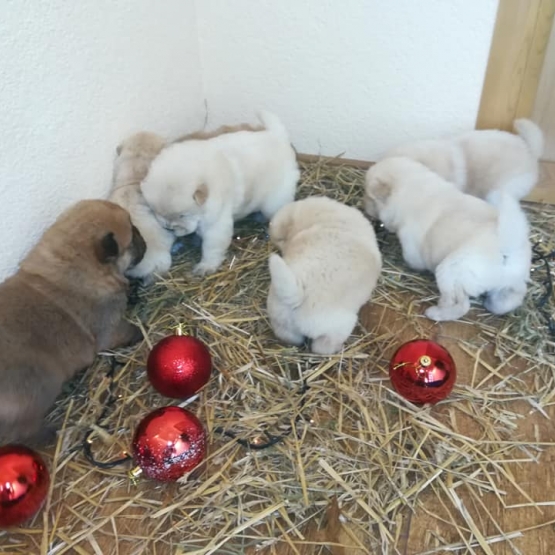 Image pour l'annonce chiots chow chow  près a rejoindre des nouvelles familles