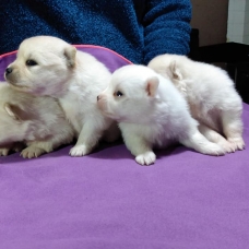 Image pour l'annonce chiots de Poméranie pour adoption