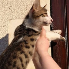 Image pour l'annonce Chatons croisés Bengal