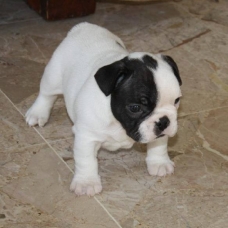 Image pour l'annonce Bouledogue français femelle à donner