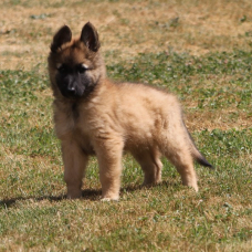 Image pour l'annonce Chiots berger belge tervueren LOF