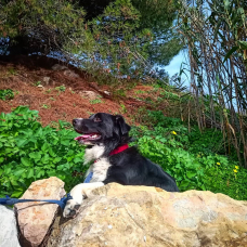 Image pour l'annonce Saillie magnifique border collie