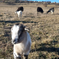 Image pour l'annonce donne bouc nain