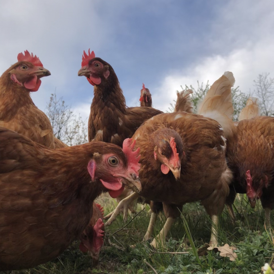 Image pour l'annonce Vente poules pondeuses bio