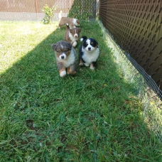 Image pour l'annonce Chiots Berger Australien à donner