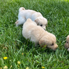 Image pour l'annonce Chiots Golden Retriever à vendre !!