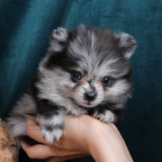 Image pour l'annonce SPITZ NAIN POMERANIAN FILLE BLEU MERLE