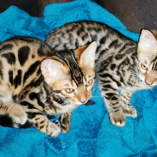 Image pour l'annonce Vends magnifiques chatons Bengals haut de gamme avec pedigree