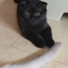 Image pour l'annonce Magnifiques chatons type Scottish Fold