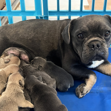 Image pour l'annonce chiots bouledogue Francais