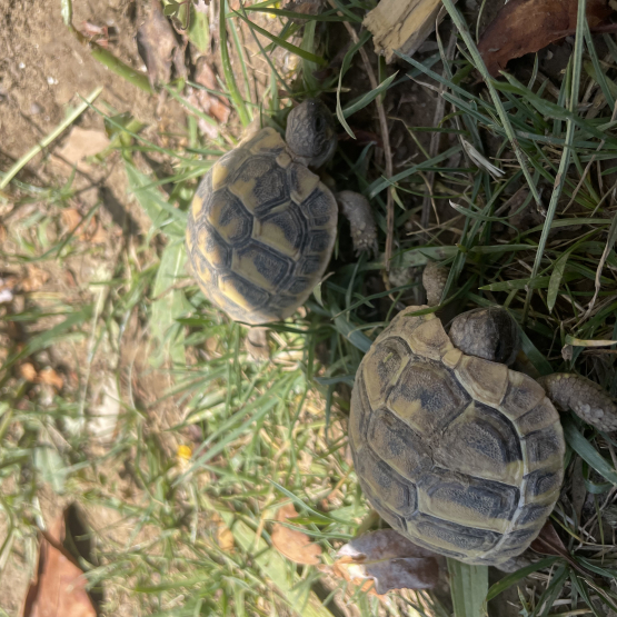 Image pour l'annonce Bébé tortue