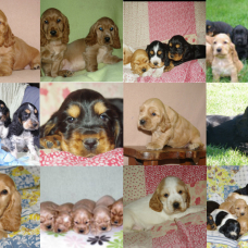 Image pour l'annonce tres beaux chiots cocker anglais