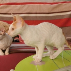 Image pour l'annonce vends cornish rex