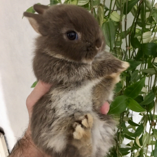 Image pour l'annonce Véritables lapins nains bébés pure race