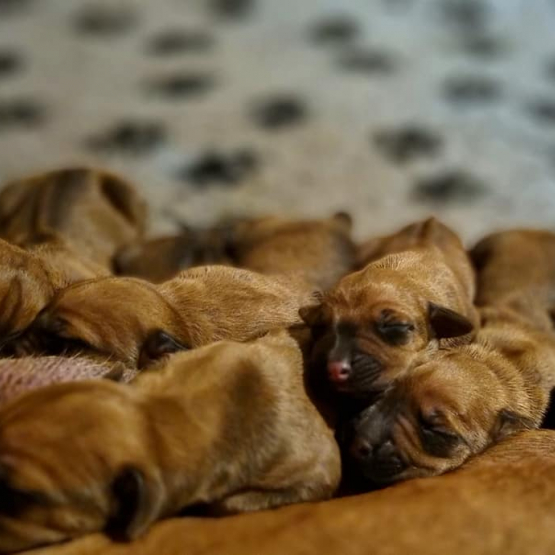 Image pour l'annonce Chiot Rhodesian Ridgeback LOF