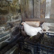 Image pour l'annonce Vend oeufs fécondé poules géante de Jersey