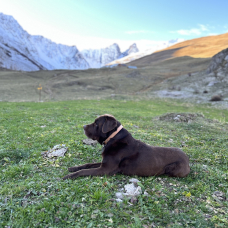 Image pour l'annonce Milka magnifique labrador chocolat dispo pour saillie