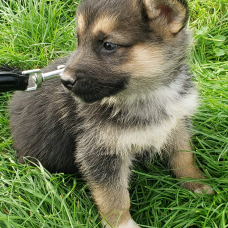 Image pour l'annonce Chiots shepsky à réserver