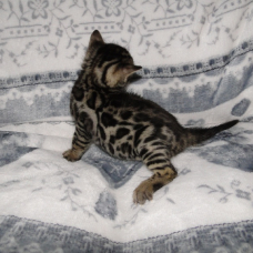 Image pour l'annonce Adorable chaton bengal A DONNER POUR NOEL