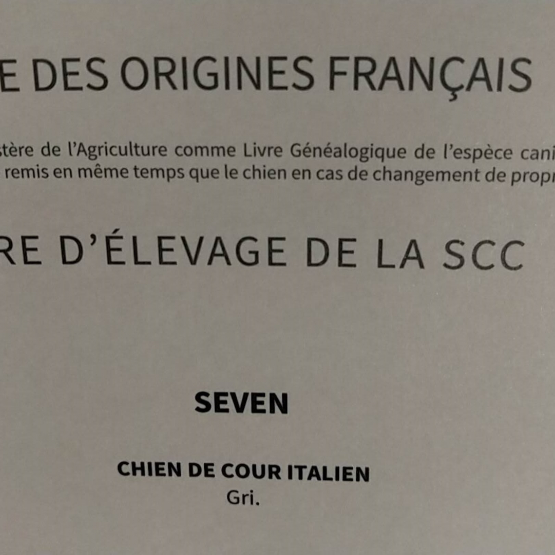 Image pour l'annonce Cane corso mâle pour saillie