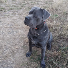 Image pour l'annonce Cane corso mâle pour saillie