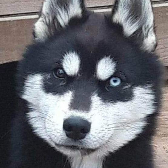 Image pour l'annonce Vend chiots husky sibérien