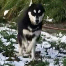 Image pour l'annonce Vend chiots husky sibérien