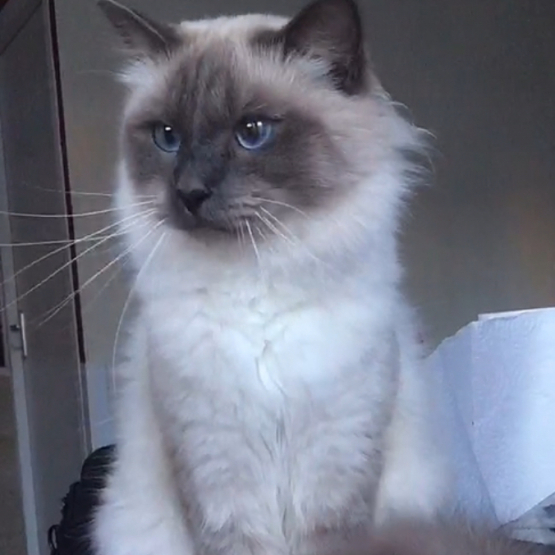 Image pour l'annonce Saillie chat birman